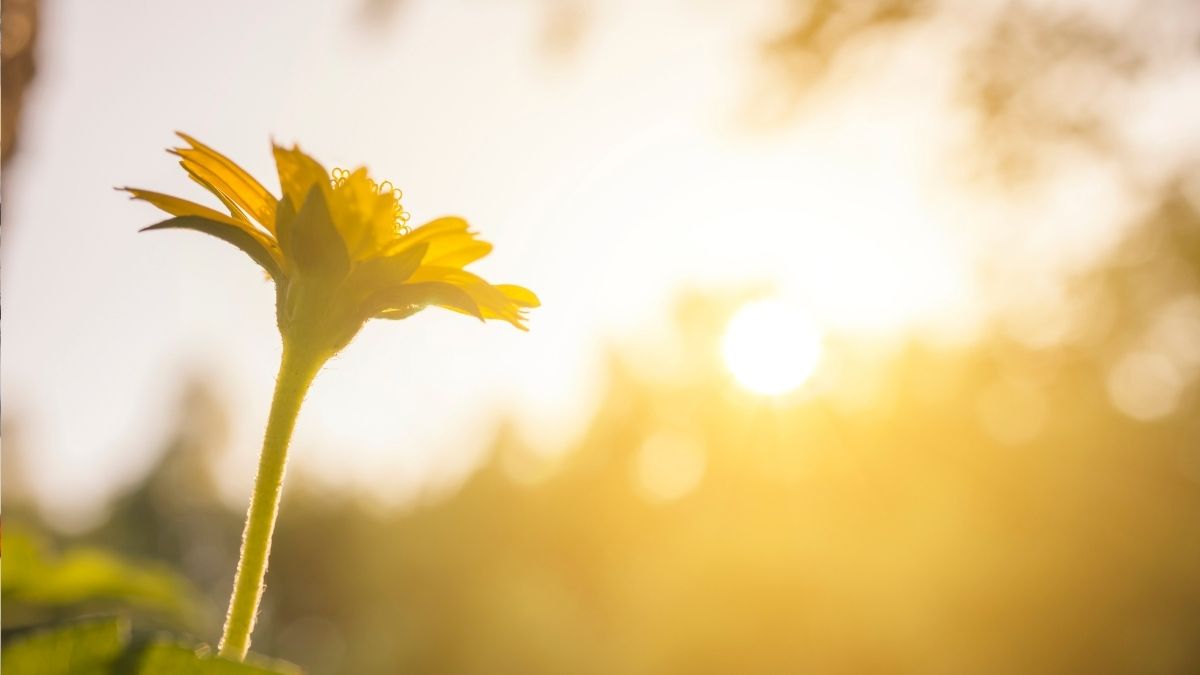 jharkhand-weather-today-temperature-drops-in-several-areas-of-state-clear-sky-in-ranchi